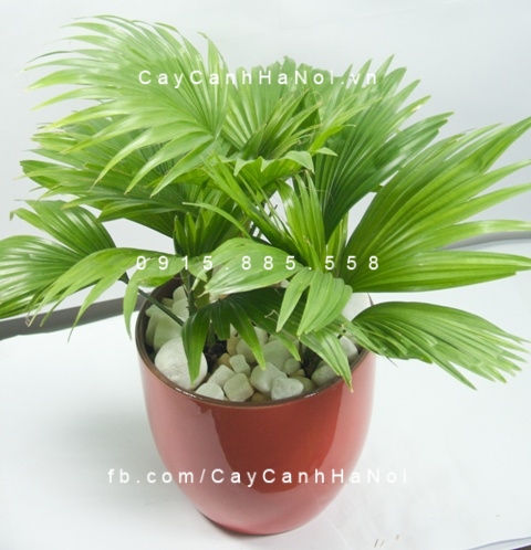 Cây cọ nhật Cây cọ nhật