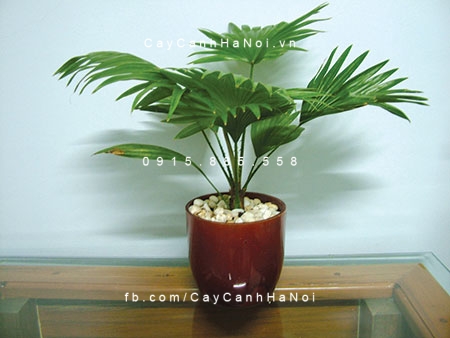Cây cọ nhật Cây cọ nhật