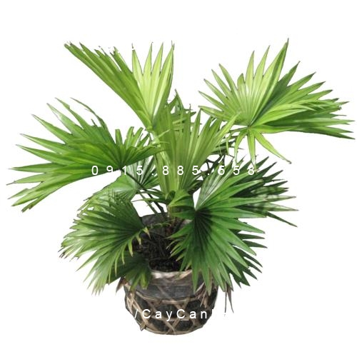 Cây cọ nhật Cây cọ nhật
