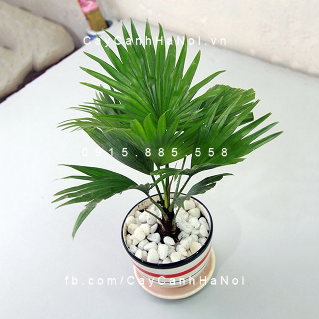 Cây cọ ta có sức sống bền bỉ cay-co-ta