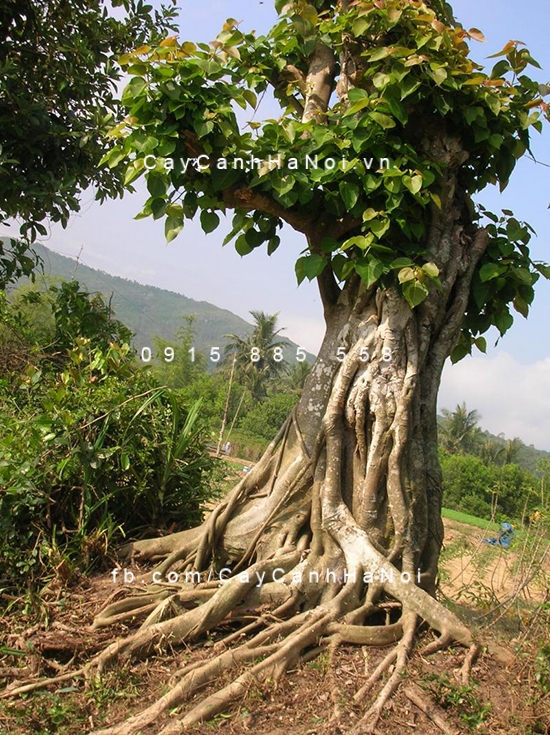 Cây bồ đề công trình có lá non màu đỏ cay-co-thu-bo-de