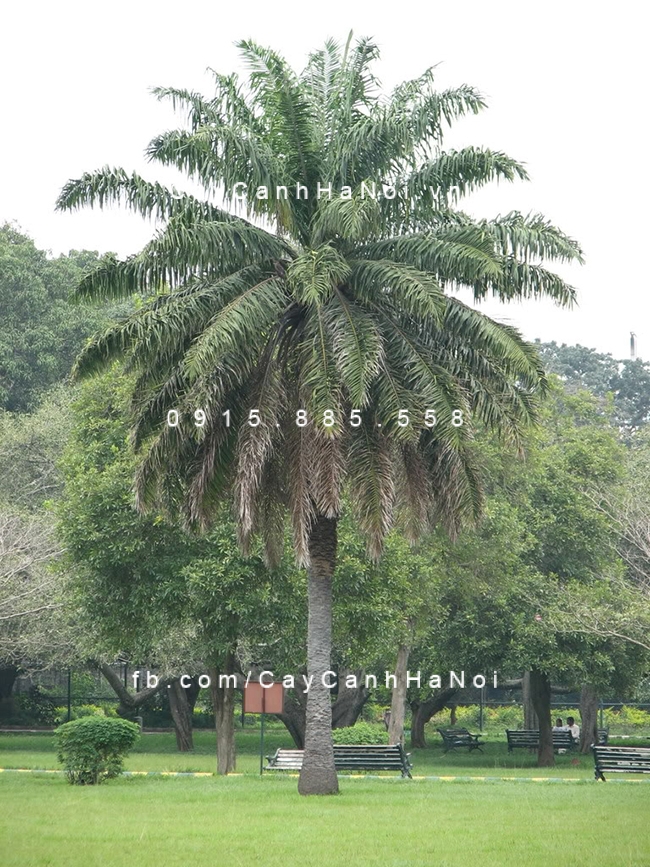 Cây cọ ta trồng ngoài vườn cay-co.1