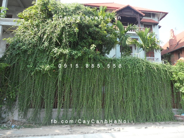 Cây cúc tần ấn độ