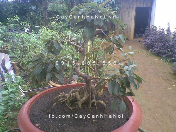 Cây đa búp đỏ có thể tạo dáng bonsai đẹp mắt cay-da-bup-do-bonsai