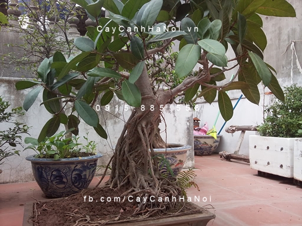 Cây đa búp đỏ tượng trưng cho quyền lực Cây đa búp đỏ tượng trưng cho quyền lực