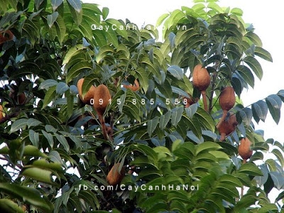cây nhạc ngựa cây nhạc ngựa