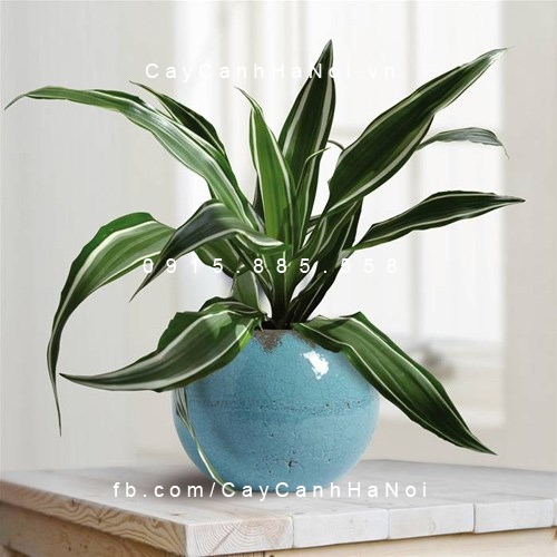 cây tặng sự kiện cây tặng sự kiện