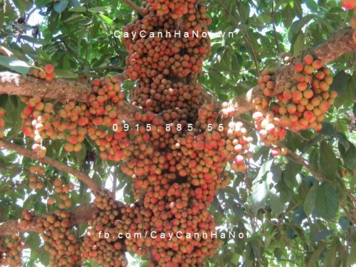 cây dâu da đất (2) cây dâu da đất (2)