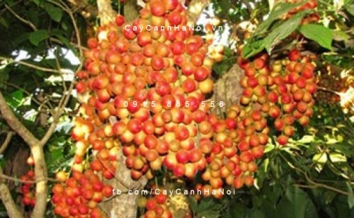cây dâu da đất (3) cây dâu da đất (3)