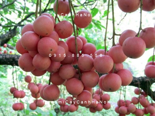 cây dâu da đất (4) cây dâu da đất (4)