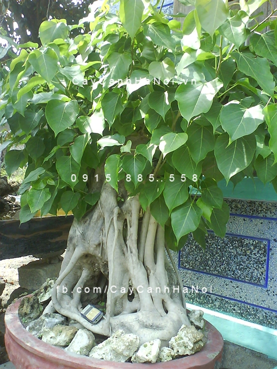 Cây bồ đề đẹp có thế đẹp cay-de