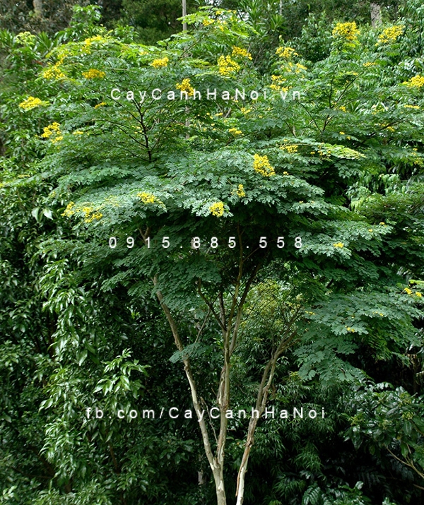 Cây điệp vàng có hoa nở rực rỡ vào mùa hè cay-diep-vang-1