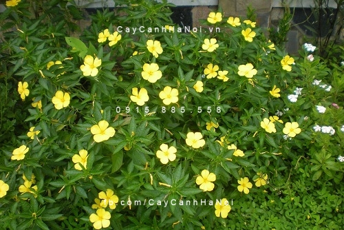 Cây dừa cạn vàng