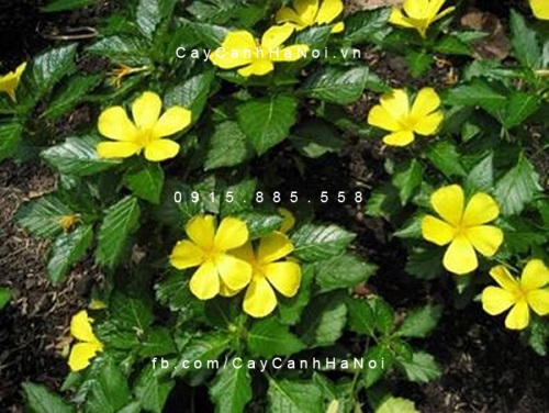 Cây dừa cạn vàng