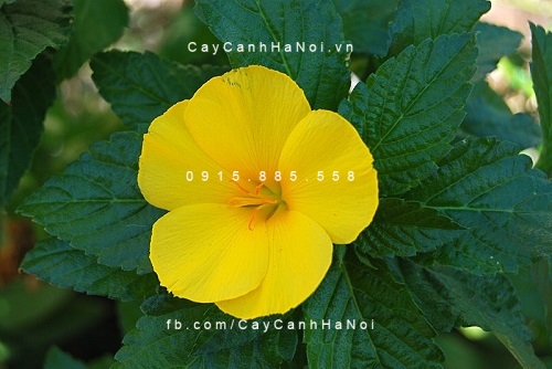 Cây dừa cạn vàng