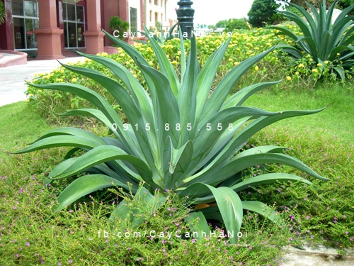 Cây dứa Mỹ