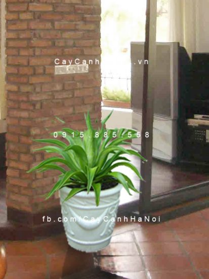 Cây dứa Mỹ