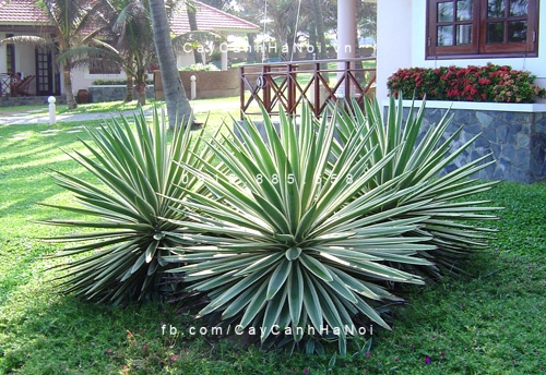 Cây dứa Mỹ