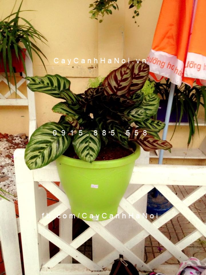 Cây Đuôi công để bàn Cây Đuôi công để bàn