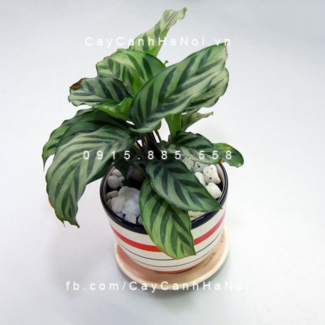 Cây đuôi công trồng nước, thủy canh Cây đuôi công trồng nước, thủy canh