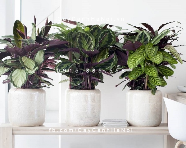 Cây đuôi công trồng nước, thủy canh Cây đuôi công trồng nước, thủy canh