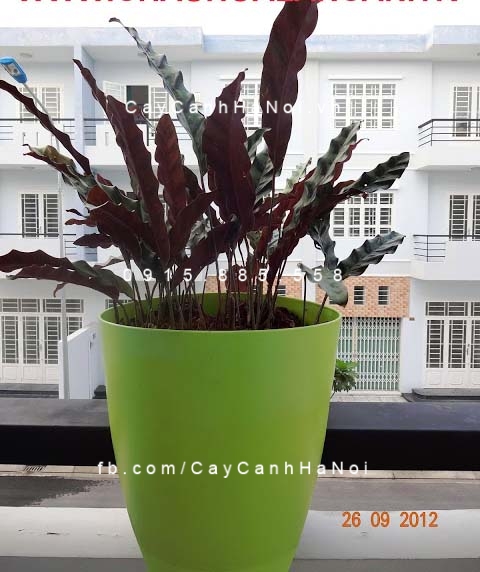Cây đuôi công trồng nước, thủy canh Cây đuôi công trồng nước, thủy canh