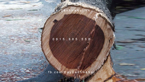 Cây Gỗ Sưa Đỏ Cây Gỗ Sưa Đỏ