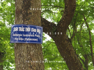 Cây Gỗ Sưa Đỏ Cây Gỗ Sưa Đỏ
