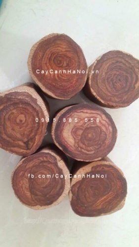 Cây Gỗ Sưa Đỏ Cây Gỗ Sưa Đỏ