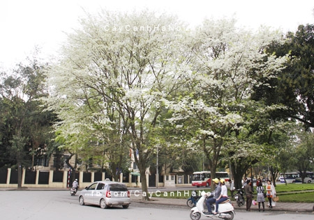 Cây Gỗ Sưa Trắng Cây Gỗ Sưa Trắng