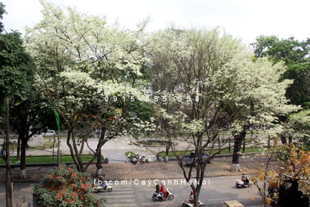 Cây Gỗ Sưa Trắng cay-go-sua-hoa-trang-4