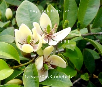 cây hàm tiếu hoa trắng thơm (1) cây hàm tiếu hoa trắng thơm (1)