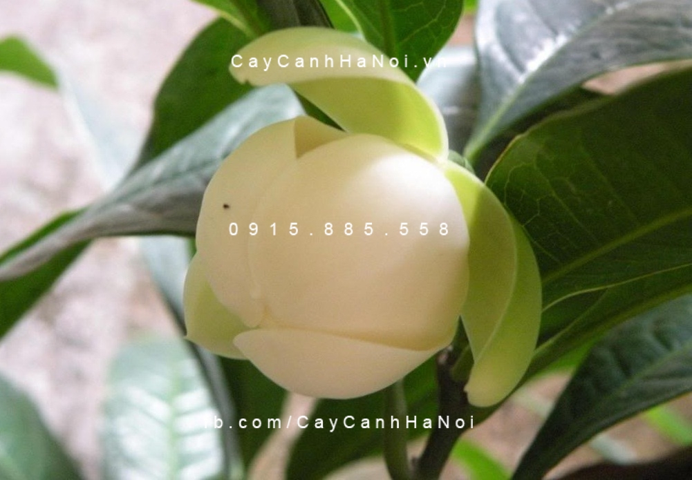 cây hàm tiếu hoa trắng thơm (3) cây hàm tiếu hoa trắng thơm (3)