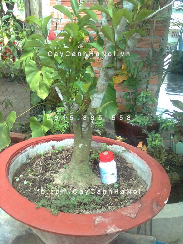 cây hàm tiếu hoa trắng thơm (4) cây hàm tiếu hoa trắng thơm (4)