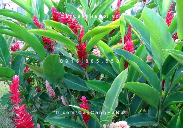 Hạnh phúc (sẹ đỏ)