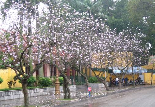 Cây hoa ban Cây hoa ban