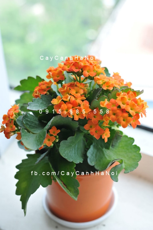 cây tặng sinh nhật cây tặng sinh nhật