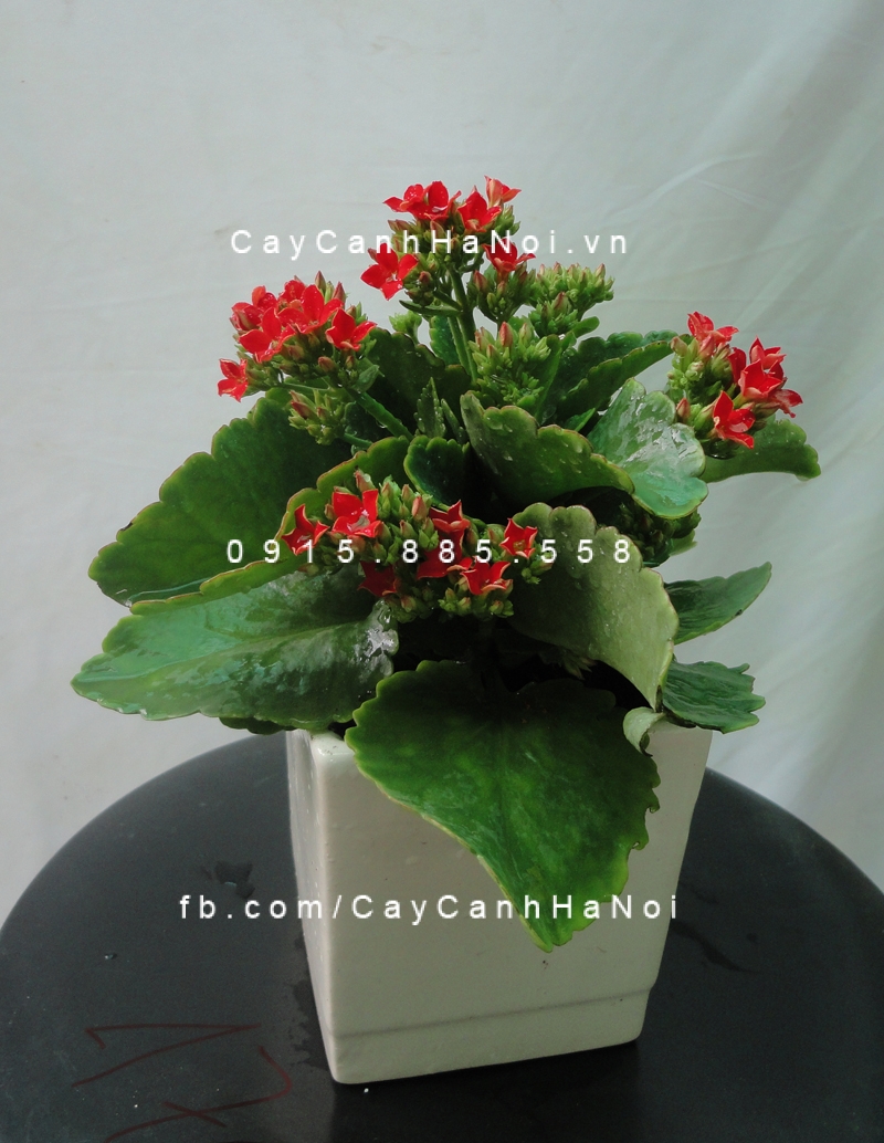 Cây Hoa sống đời để bàn Cây Hoa sống đời để bàn