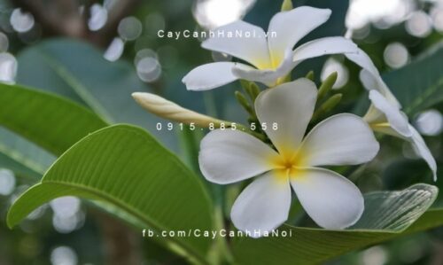 Cây hoa sứ, Hoa Đại Cây hoa sứ, Hoa Đại