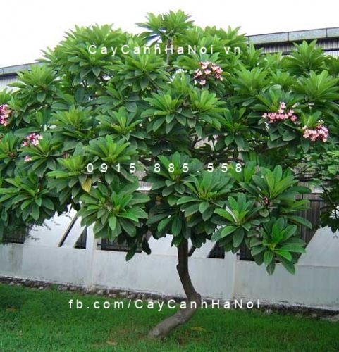 Cây hoa sứ, Hoa Đại Cây hoa sứ, Hoa Đại