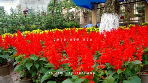 phao-do Cây pháo đỏ trồng làm cảnh chưng tết