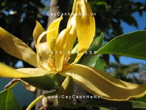 Cây Hoàng Lan