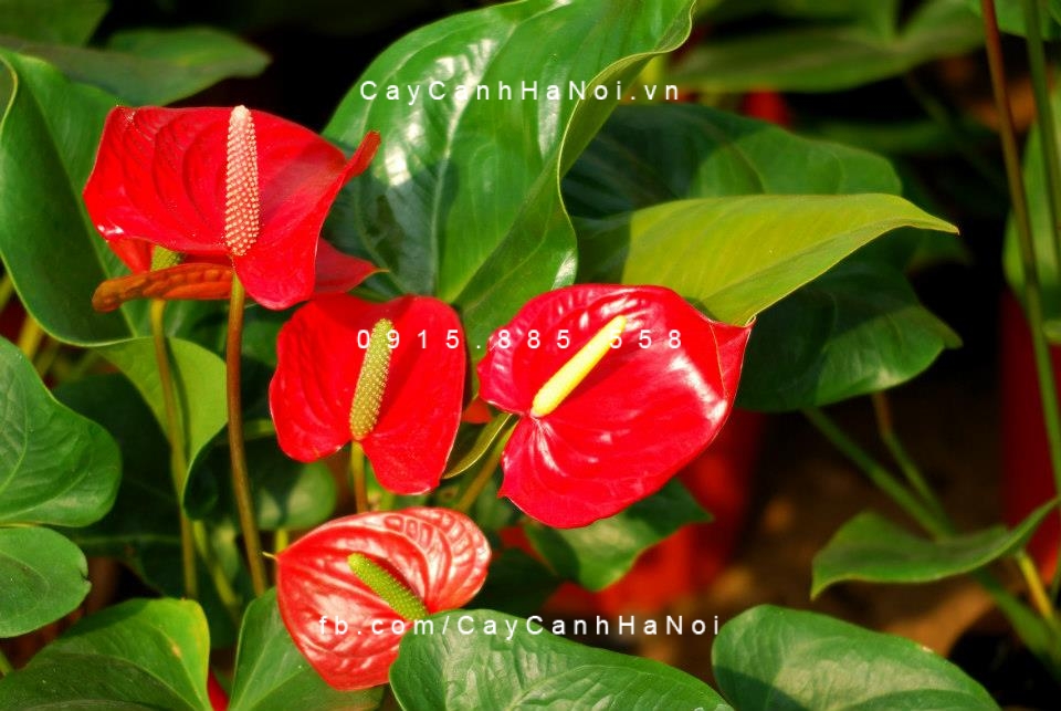 cây hồng môn trồng nước, thủy canh (1) cây hồng môn trồng nước, thủy canh (1)