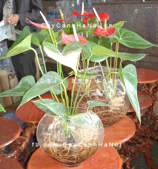 cây hồng môn trồng nước, thủy canh (3) cây hồng môn trồng nước, thủy canh (3)