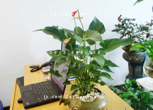 cây hồng môn trồng nước, thủy canh (4) cây hồng môn trồng nước, thủy canh (4)