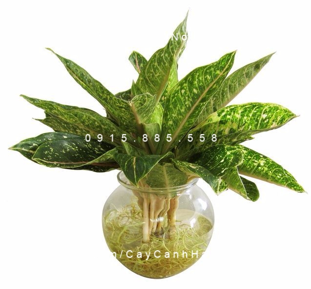 Cây Huy Hoàng trồng nước, thủy canh Cây Huy Hoàng trồng nước, thủy canh