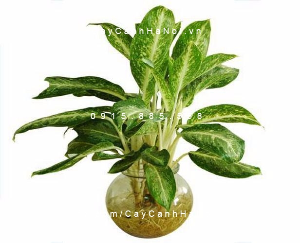 Cây Huy Hoàng trồng nước, thủy canh Cây Huy Hoàng trồng nước, thủy canh