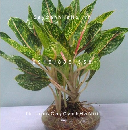 Cây Huy Hoàng trồng nước, thủy canh Cây Huy Hoàng trồng nước, thủy canh