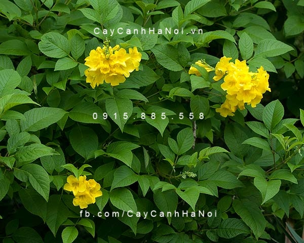 huỳnh liên hoa vàng (hoàng yến) huỳnh liên hoa vàng (hoàng yến)