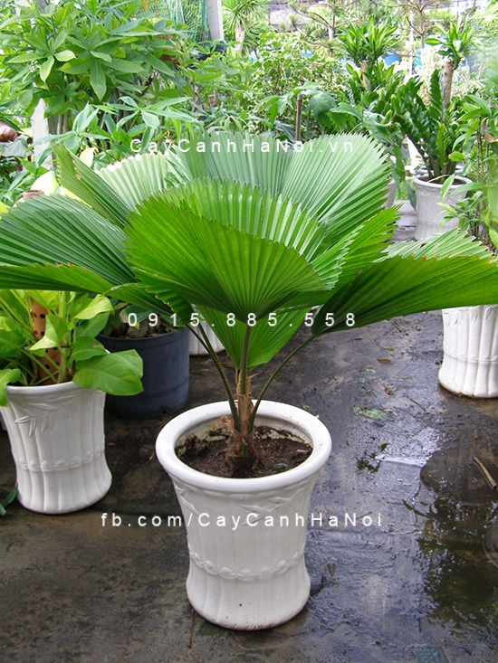 lưu ý khi chăm sóc cây kè ta nhật bản cay-ke-ta-nhat-ban-gia-uu-dai
